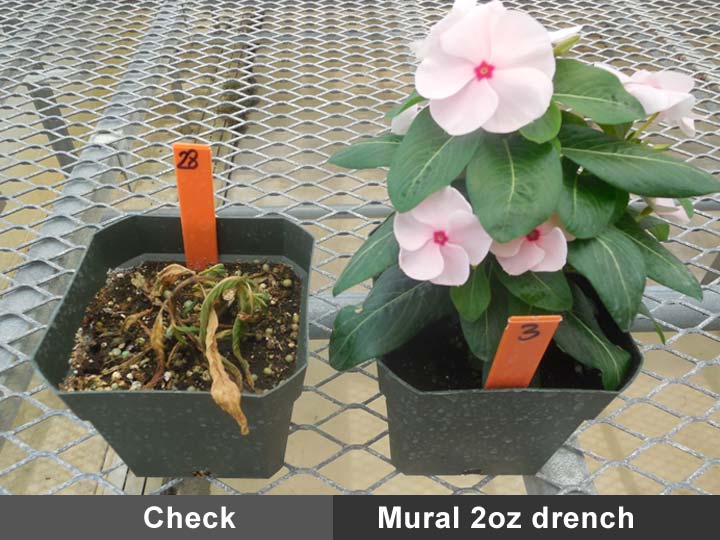 Control of rhizoctonia solani in vinca